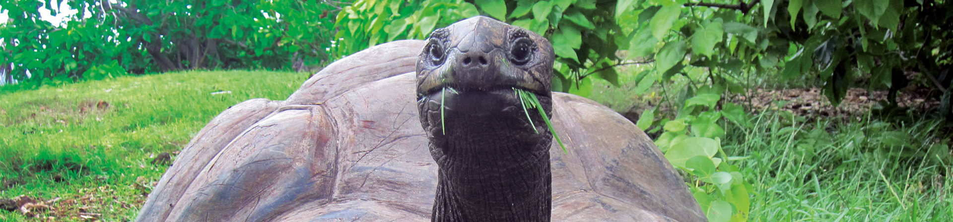 Riesenschildkröte auf La Digue, Seychellen