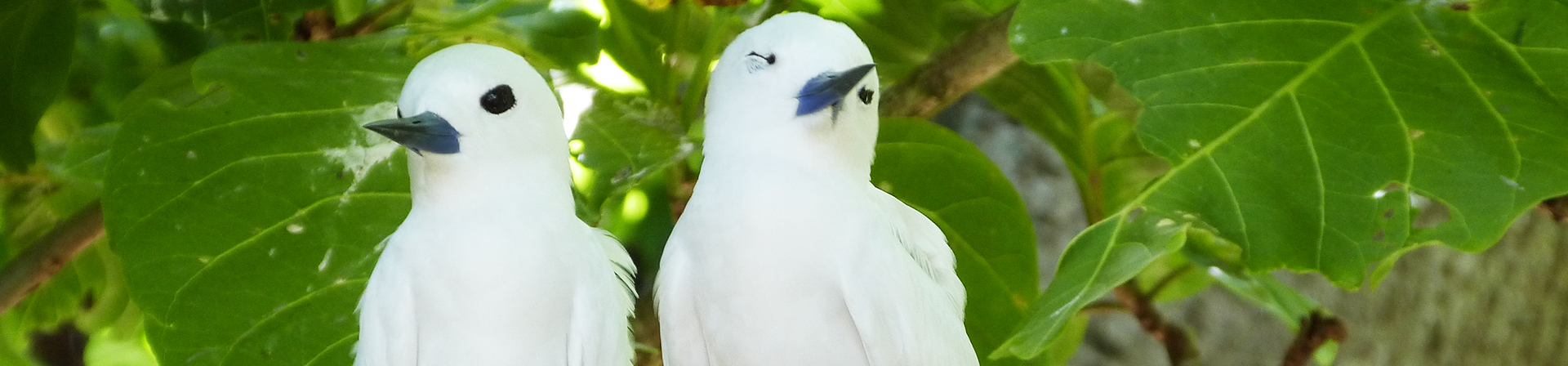 Lavigne Reisen: Vögel auf den Seychellen