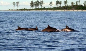 Delphine Bird Island Lodge Seychellen